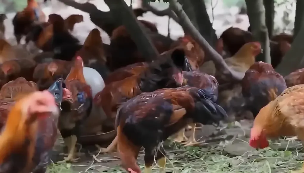 Ayam Kampung Sumber Protein Hewani Yang Penting Dalam Pemenuhan Kebutuhan Gizi Manusia