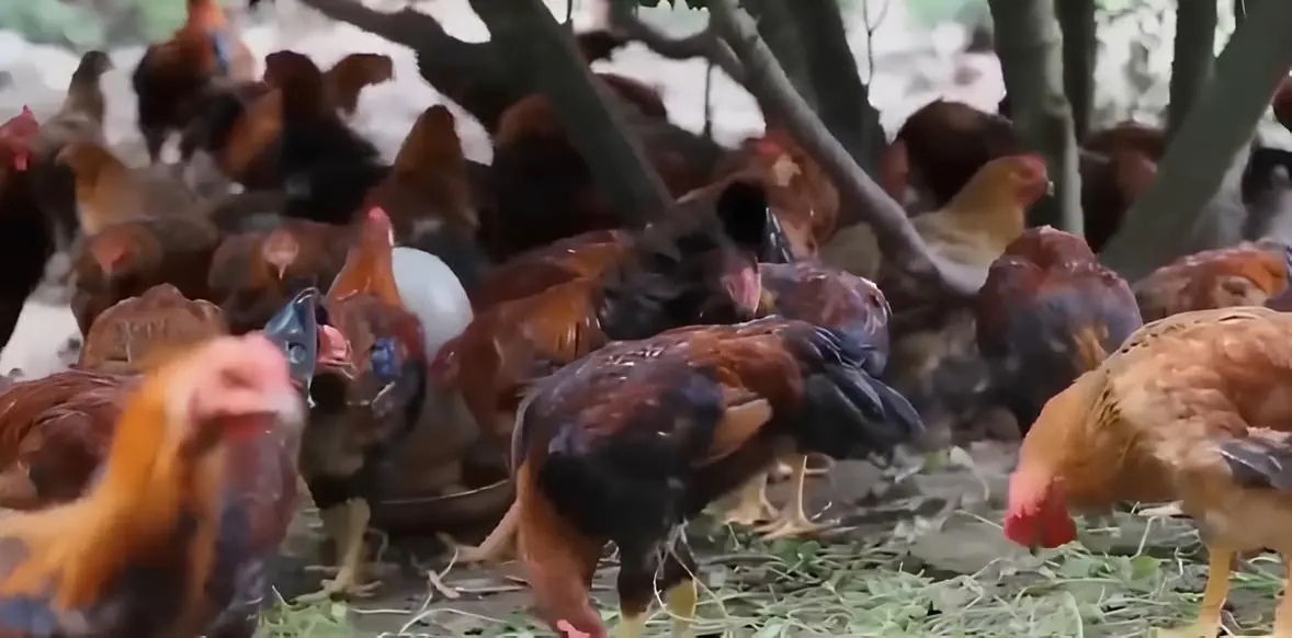 Ayam Kampung Sumber Protein Hewani Yang Penting Dalam Pemenuhan Kebutuhan Gizi Manusia