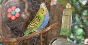 Cara Merawat Burung Periharaan Dirumah Yang Terkena Penyakit