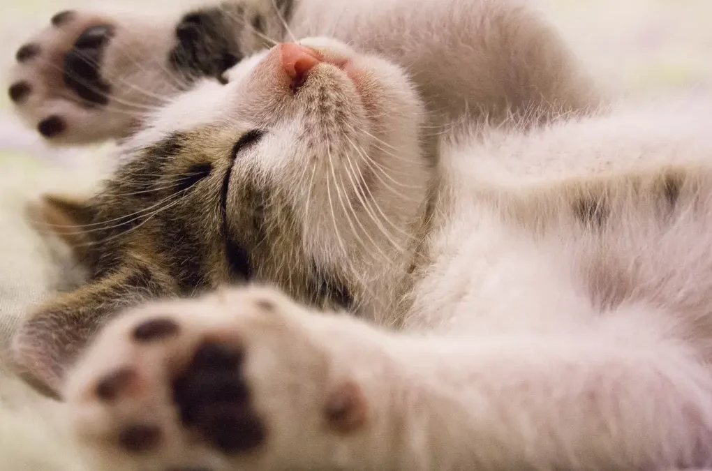 Ini Dia 4 Tanda Kucing Peliharaan Sakit, Harus Anda Ketahui