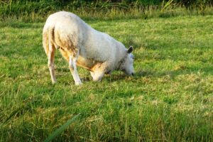 Penyakit Pernapasan Pada Domba Dan Kambing