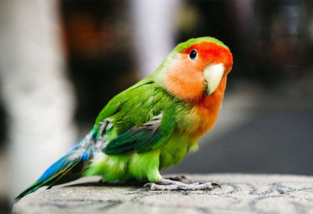 Ketahui Penyakit Burung Lovebird, Ini Cara Mengantisipasikannya