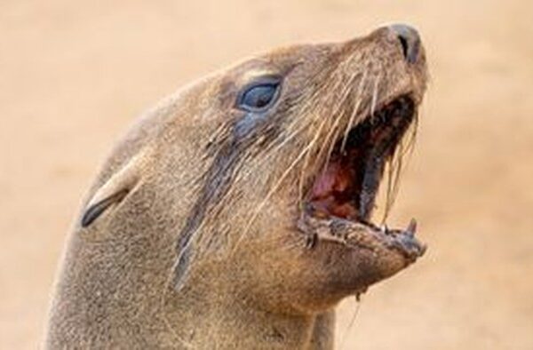 Jarang Terjadi! Anjing Laut di Afrika Selatan Terkena Rabies dan Menyerang Manusia