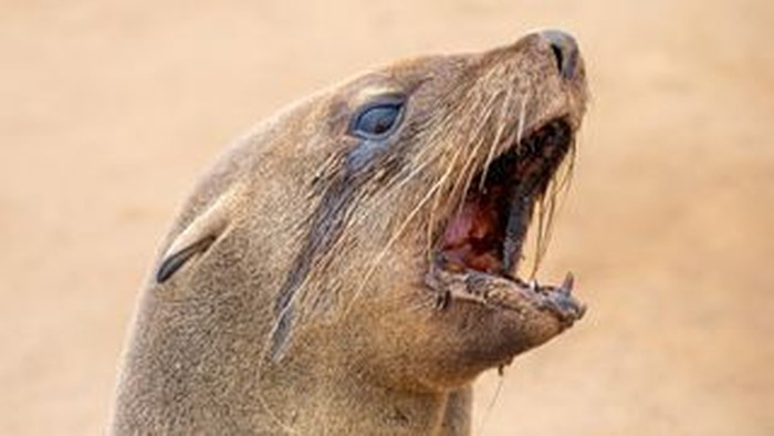 Jarang Terjadi! Anjing Laut di Afrika Selatan Terkena Rabies dan Menyerang Manusia