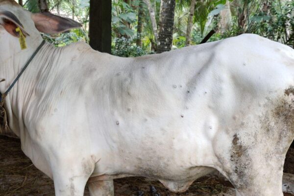 PENYAKIT LSD PADA SAPI: GEJALA, PENYEBAB, DAN CARA PENANGGULANGANNYA