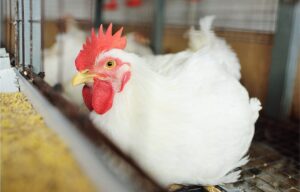 7 Penyakit Ayam Broiler dan Cara Mengatasinya