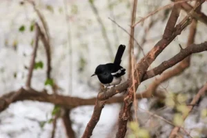 Panduan Cara Mengatasi Burung Murai Batu Sakit dan Tidak Mau Makan 