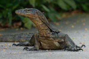 7 Manfaat Daging Biawak yang Dipercaya untuk Kesehatan