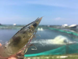 10 Jenis Penyakit Udang Vaname dan Cara Ampuh Mengatasinya!