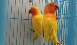 https://gdm.id/wp-content/uploads/2021/02/perawatan-lovebird.jpg.webp