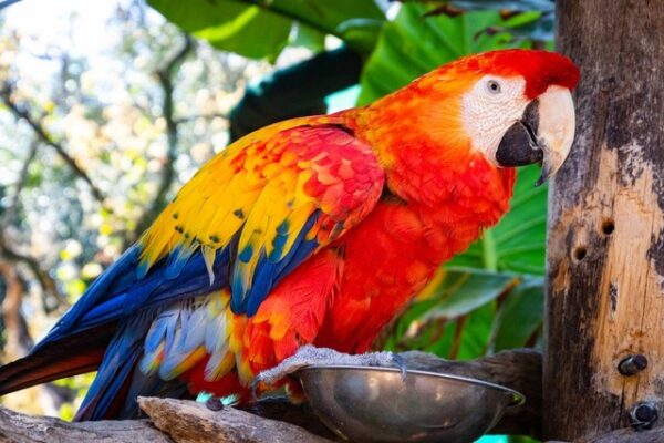 4 Cara Merawat Burung Beo Agar Tumbuh Sehat dan Pintar