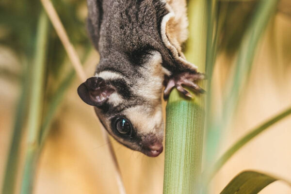 Bagaimana Cara Mengobati Sugar Glider yang Luka? Ini Jawabannya