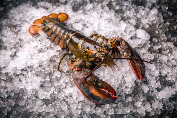 Cara Mengatasi Penyakit Pada Lobster Air Tawar dengan Metode GDM