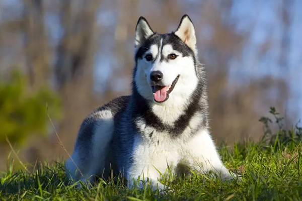 Ketahui 5 Cara Tepat Merawat Anjing Siberian Husky