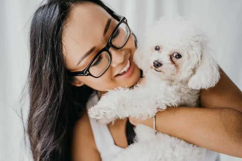 Panduan Cara Merawat Anjing Poodle bagi Pemula