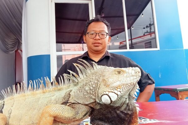 Tips Merawat dan Mengobati Penyakit Iguana Tanpa Obat