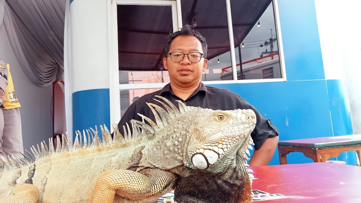 Tips Merawat dan Mengobati Penyakit Iguana Tanpa Obat