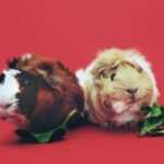 Cara Merawat Guinea Pig yang Harus Diperhatikan Pemula