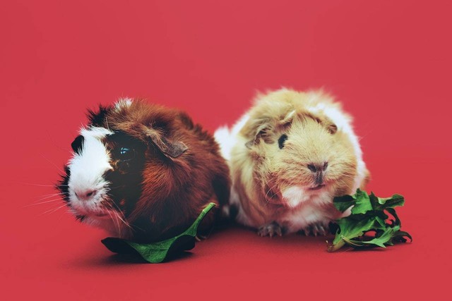 Cara Merawat Guinea Pig yang Harus Diperhatikan Pemula