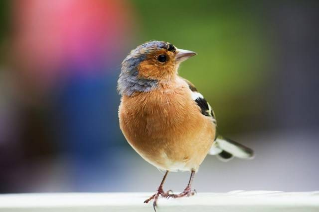 Cara Merawat Burung Perkutut Agar Rajin Bunyi dengan Suara Merdu