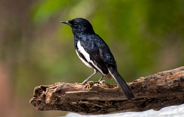 8 Cara Merawat Burung Kacer agar Rajin Bunyi untuk Pemula