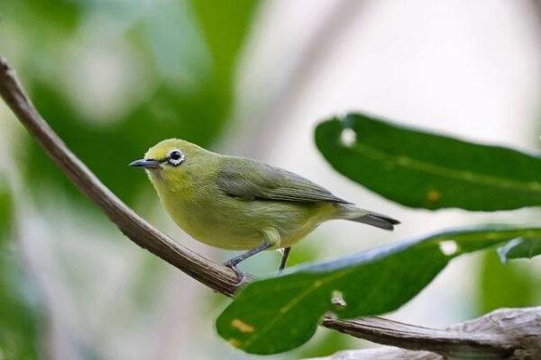 Burung Pleci