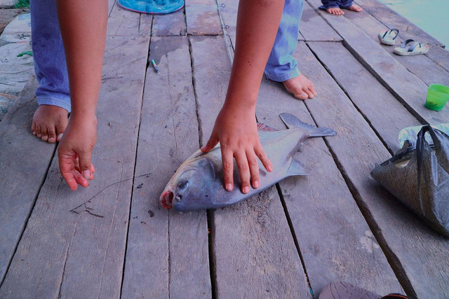 3 Penyakit Ikan Bawal yang Wajib Diwaspadai