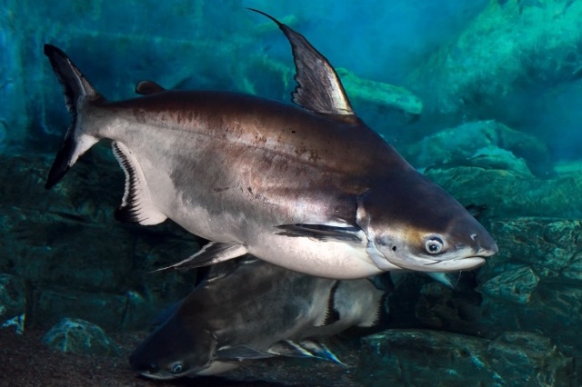 Penyakit Ikan Patin: Jenis, Gejala, Penyebab, dan Cara Cegah