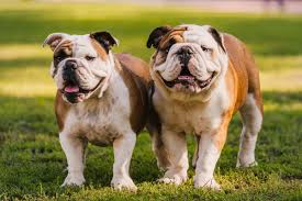 Anjing Bulldog