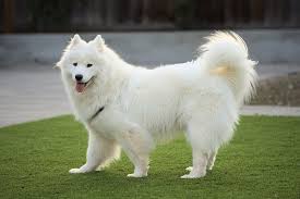 Anjing Samoyed