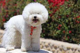 Anjing Maltese