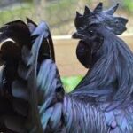 Pengobatan Ayam Cemani