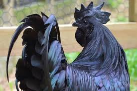 Pengobatan Ayam Cemani