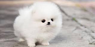 Anjing Mini Pomeranian