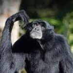 Pengobatan Siamang