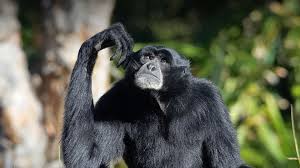 Pengobatan Siamang