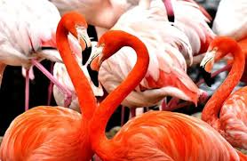 Burung Flamingo